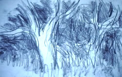 Trees I, Graphite on paper 24" x 30"